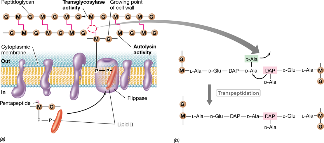 Ch 8 fig (p. 0)