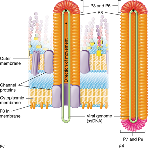 Ch 11 fig (p. 0)