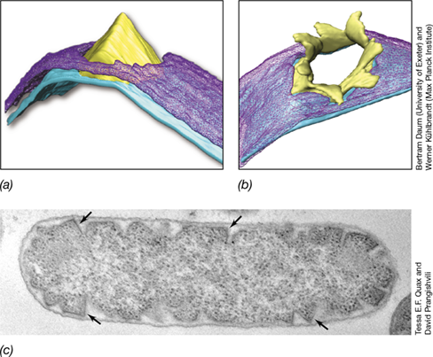 Ch 11 fig (p. 0)