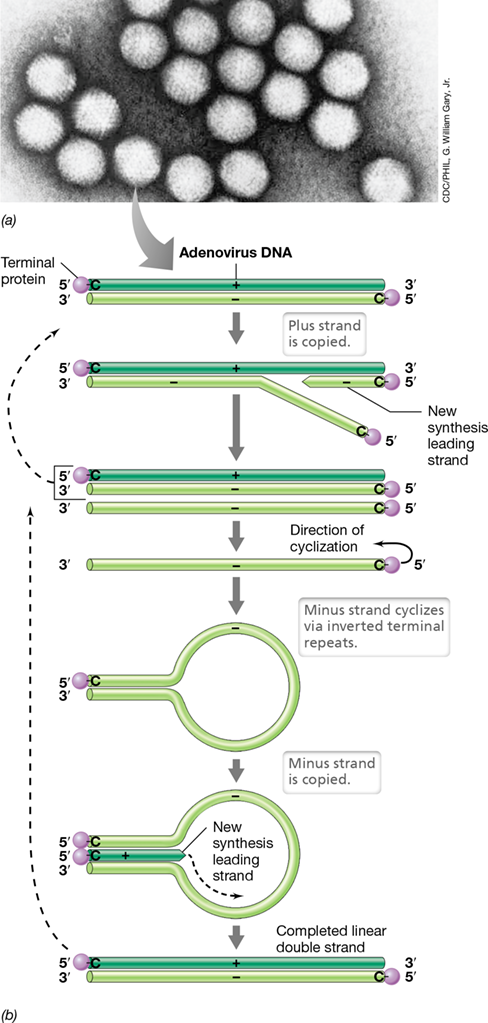 Ch 11 fig (p. 0)