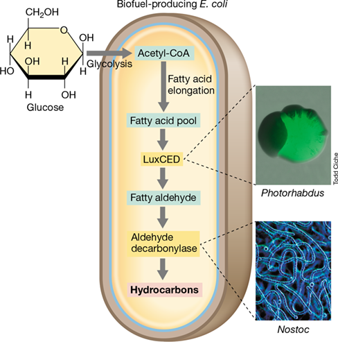 Ch 12 figure