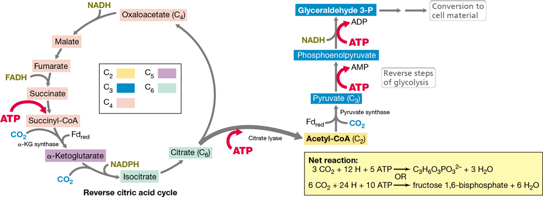 Ch 14 fig (p. 0)