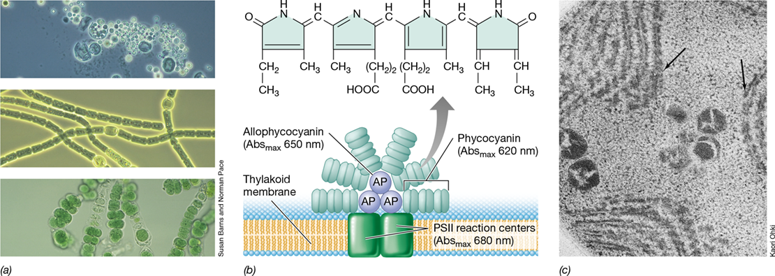 Ch 14 fig (p. 0)