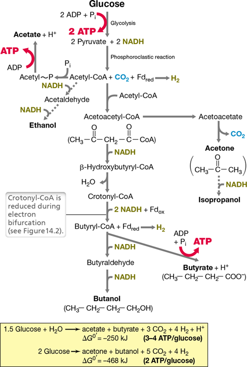 Ch 14 figure