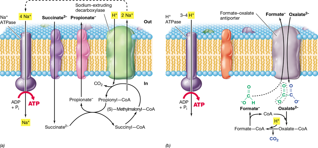 Ch 14 figure