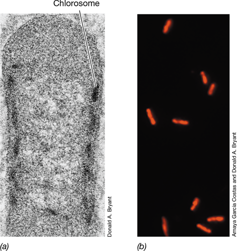 Ch 15 fig (p. 0)