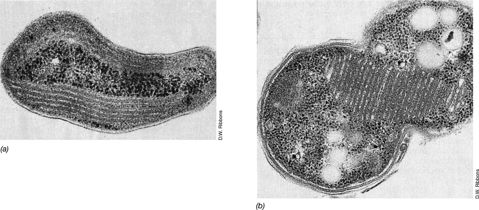 Ch 15 fig (p. 0)