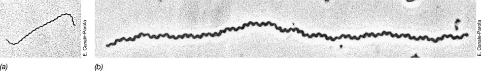 Ch 15 figure