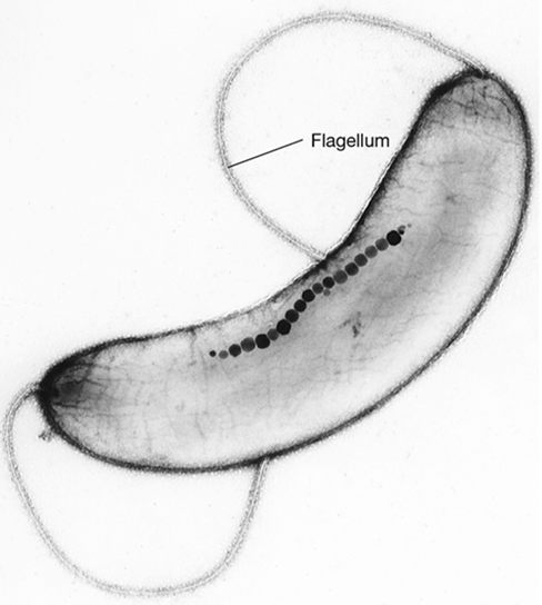 Ch 15 figure