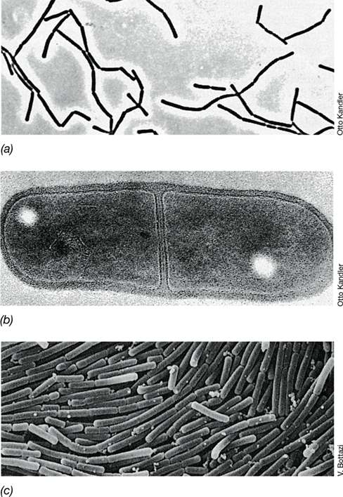 Ch 16 fig (p. 0)
