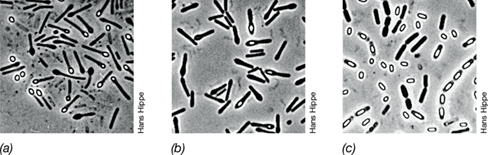 Ch 16 fig (p. 0)
