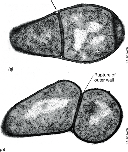 Ch 16 fig (p. 0)