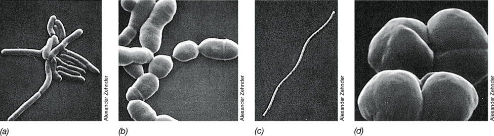 Ch 17 fig (p. 0)