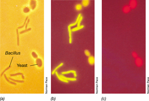 Ch 19 fig (p. 0)