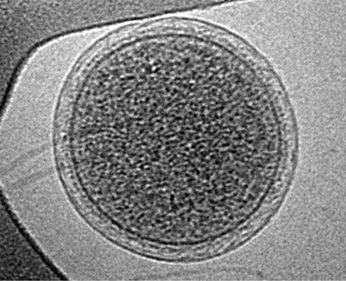Ch 20 fig (p. 0)