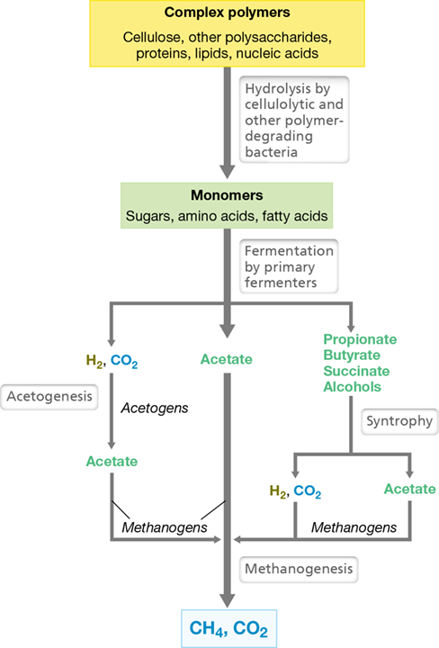 Ch 21 fig (p. 0)