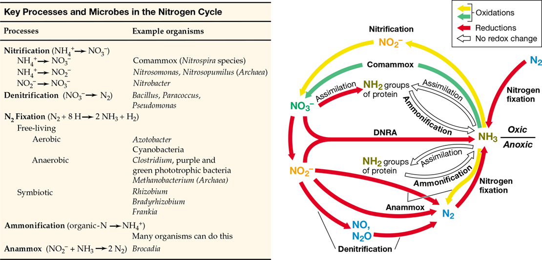 Ch 21 fig (p. 0)