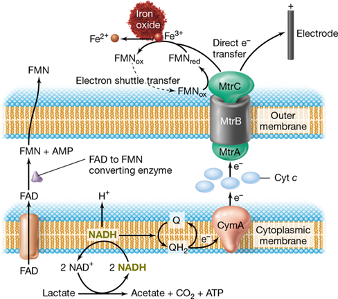 Ch 21 fig (p. 0)