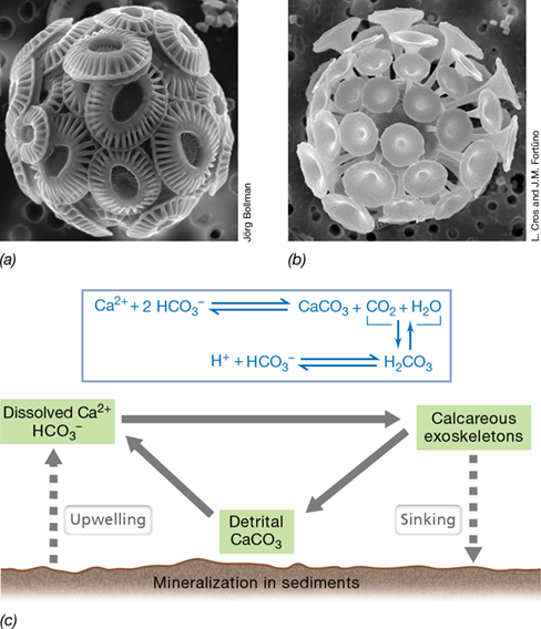 Ch 21 figure