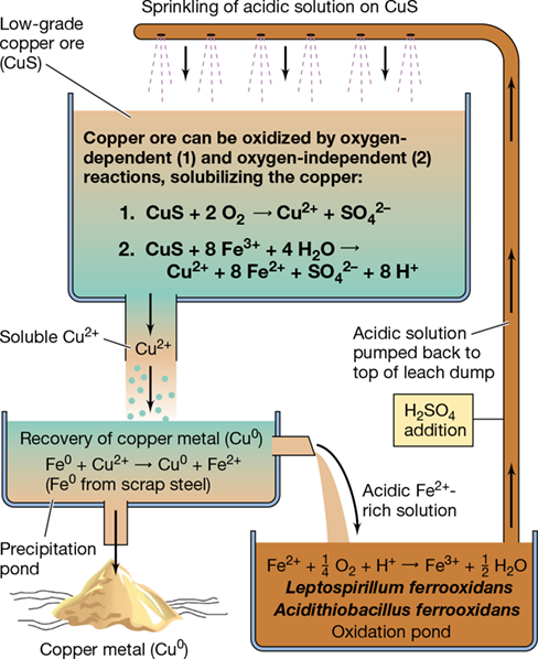 Ch 22 fig (p. 0)