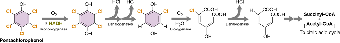Ch 22 fig (p. 0)