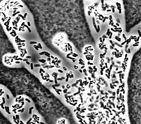 Ch 22 fig (p. 0)
