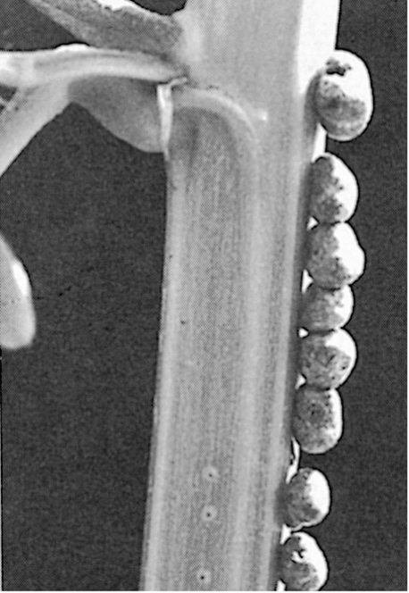 Ch 23 fig (p. 0)