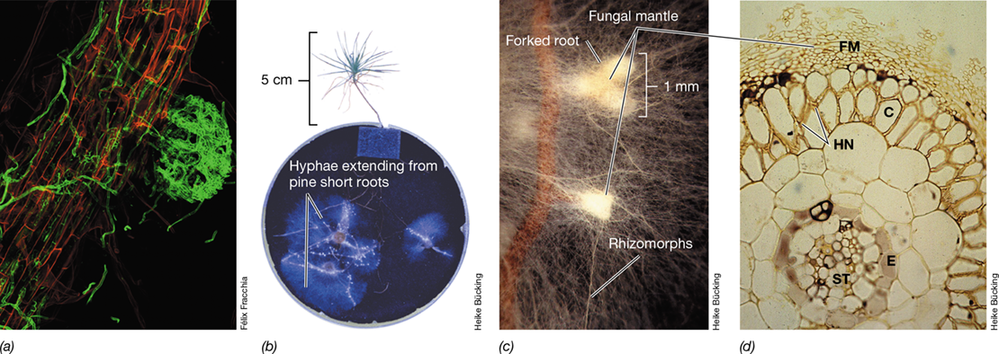 Ch 23 fig (p. 0)