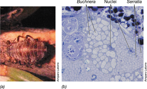 Ch 23 fig (p. 0)