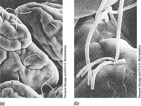 Ch 24 fig (p. 0)
