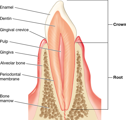 Ch 24 fig (p. 0)