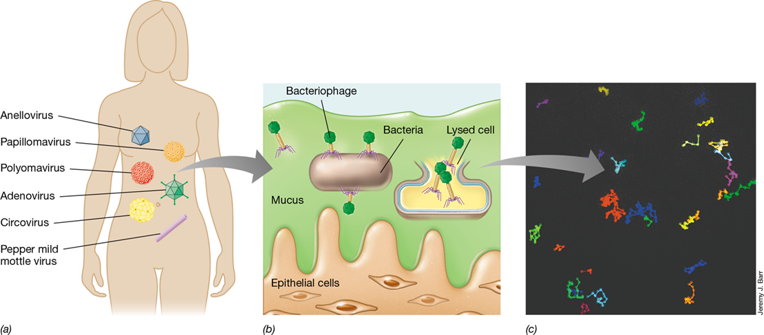 Ch 24 fig (p. 0)