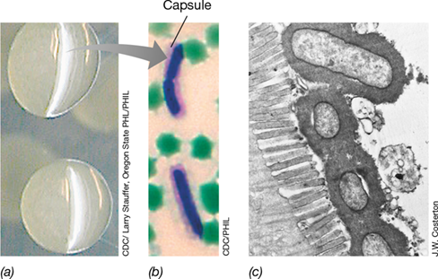 Ch 25 fig (p. 0)