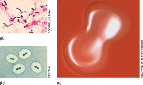 Ch 25 fig (p. 0)