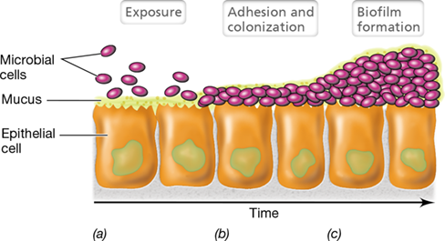 Ch 25 fig (p. 0)