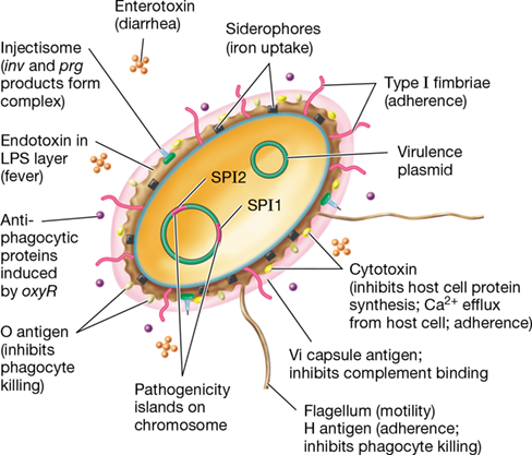 Ch 25 fig (p. 0)