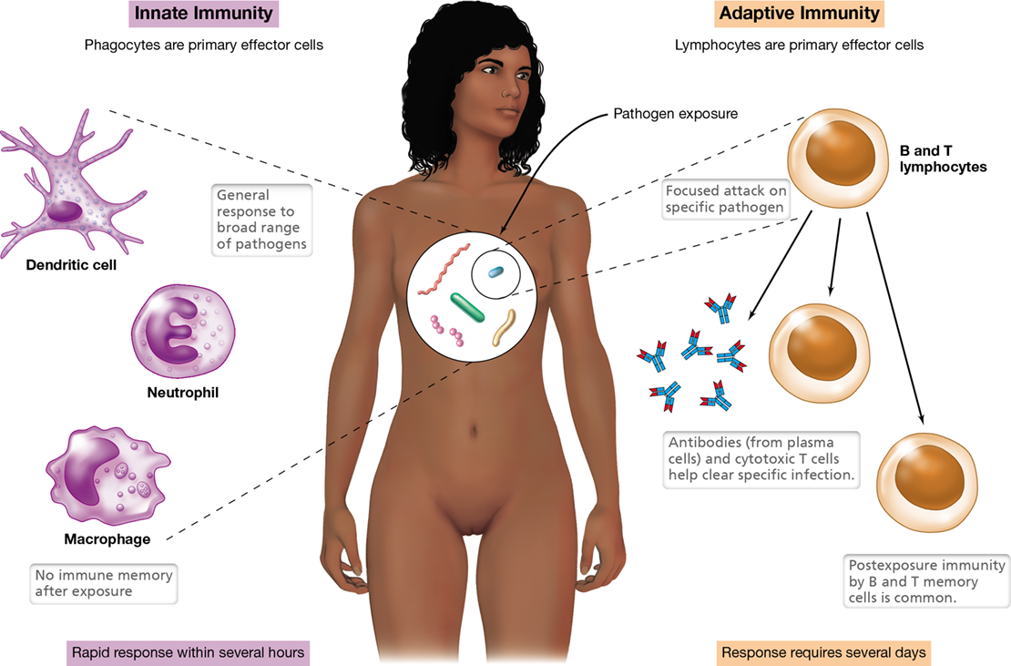 Ch 26 fig (p. 0)