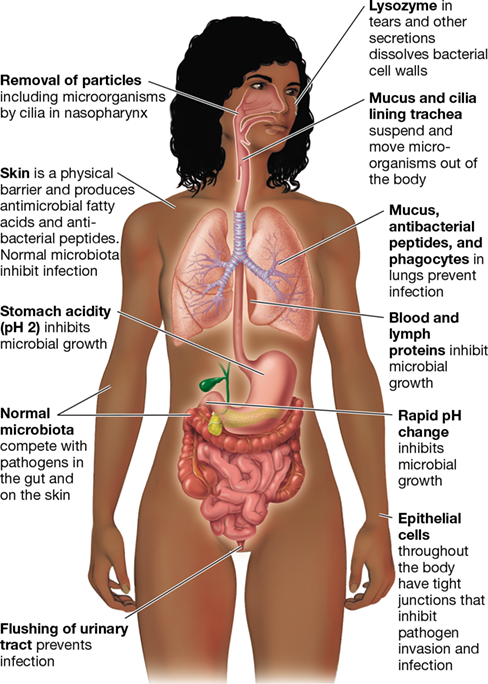 Ch 26 fig (p. 0)