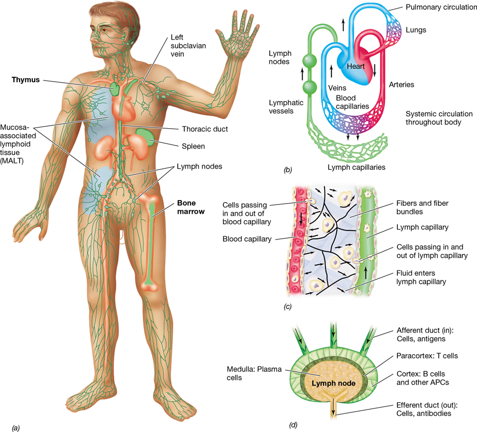 Ch 26 fig (p. 0)