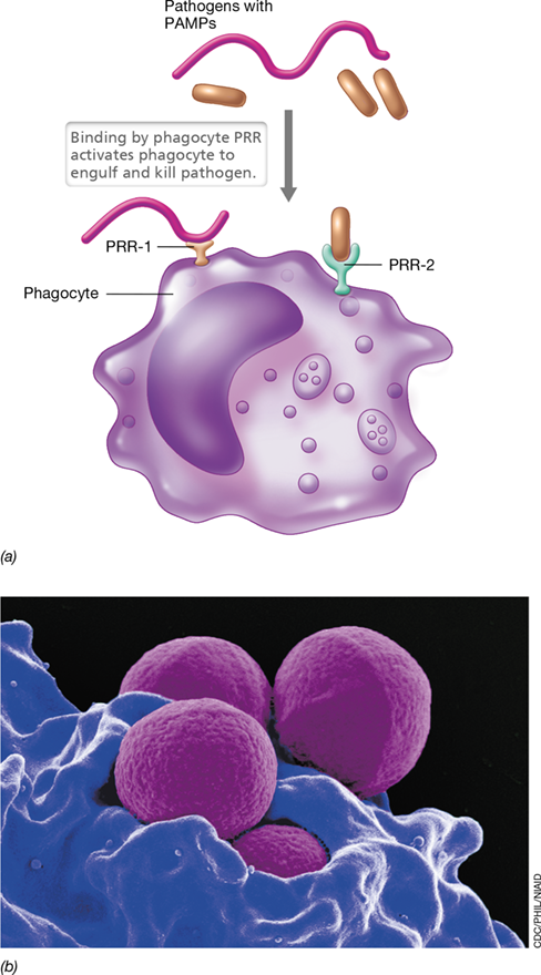 Ch 26 fig (p. 0)