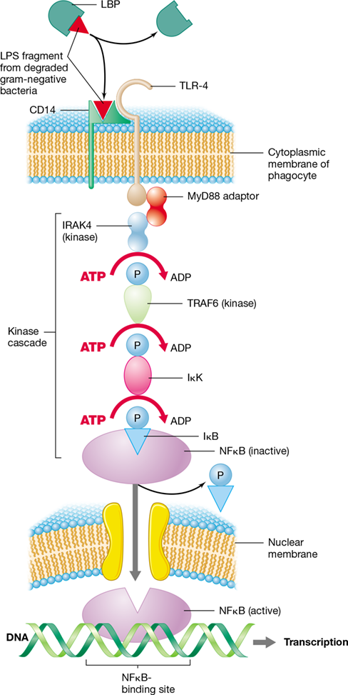 Ch 26 fig (p. 0)