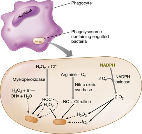 Ch 26 fig (p. 0)