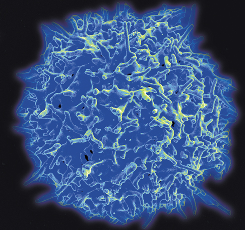 Ch 27 fig (p. 0)