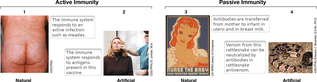 Ch 27 fig (p. 0)