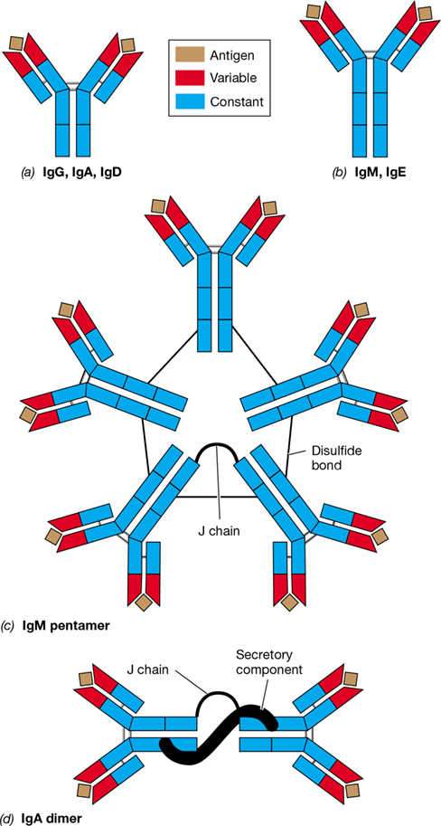 Ch 27 fig (p. 0)