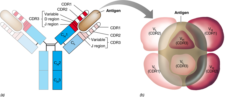 Ch 27 fig (p. 0)