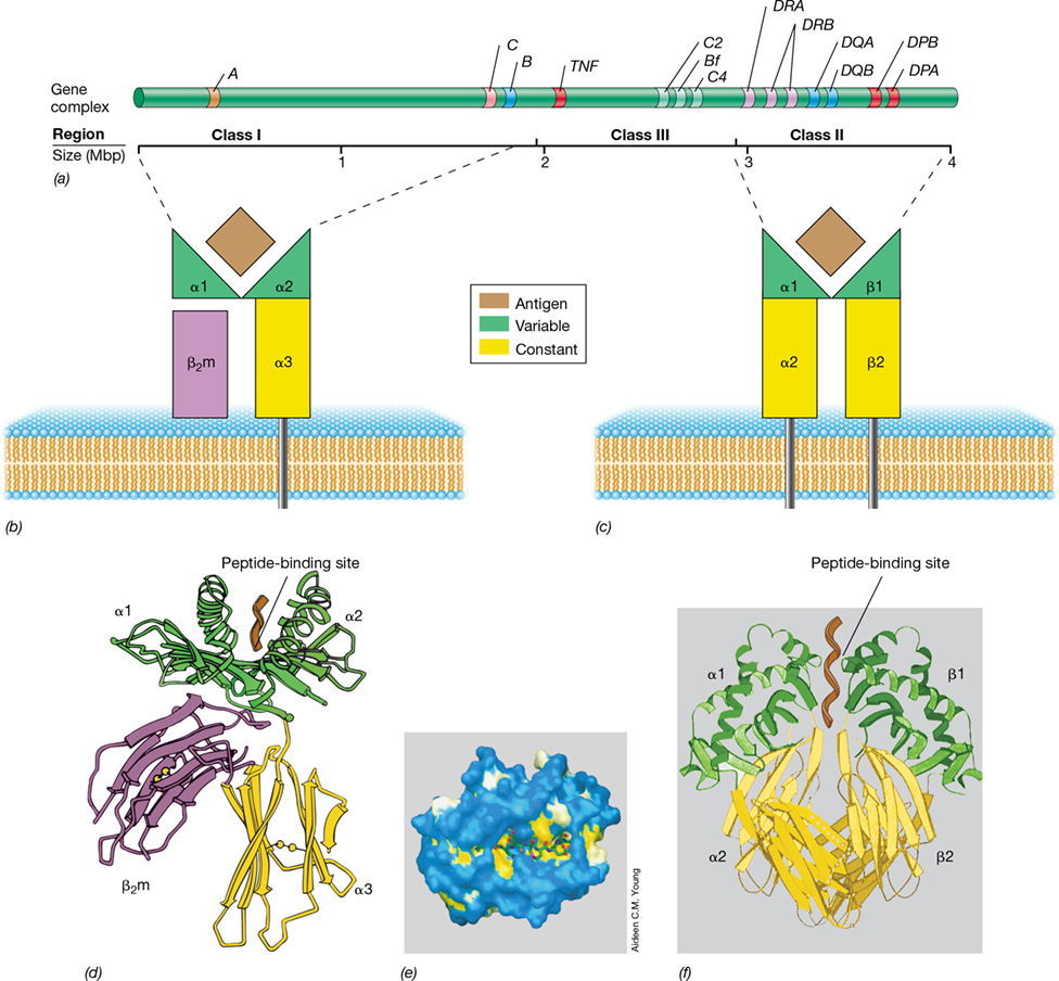 Ch 27 fig (p. 0)