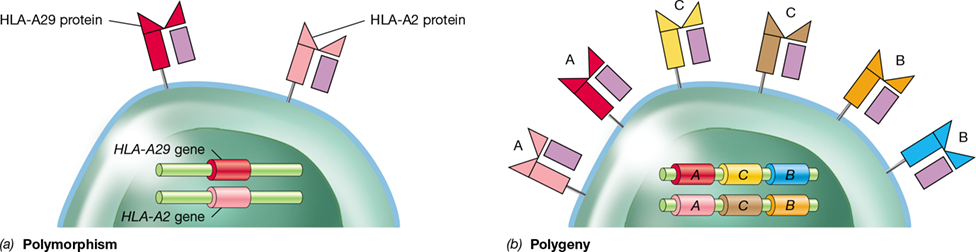 Ch 27 fig (p. 0)
