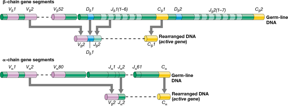 Ch 27 figure