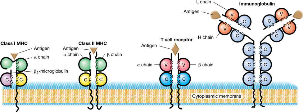 Ch 27 figure